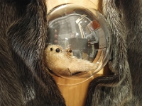 Heute nicht mehr ganz zeitgemäße Mitbringsel aus Seehundfell