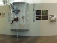 Auch Reptilien, Amphibien, Fische, selbst einige Säugetiere können fliegen.